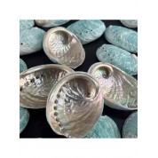 Versatile Natural Abalone Shell Decor