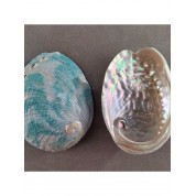 Versatile Natural Abalone Shell Decor