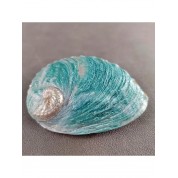 Versatile Natural Abalone Shell Decor