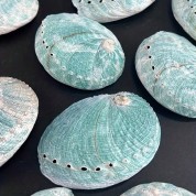 Versatile Natural Abalone Shell Decor