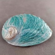 Versatile Natural Abalone Shell Decor