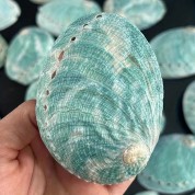 Versatile Natural Abalone Shell Decor