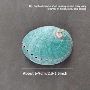 Versatile Natural Abalone Shell Decor