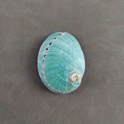 Versatile Natural Abalone Shell Decor