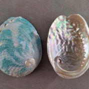 Versatile Natural Abalone Shell Decor